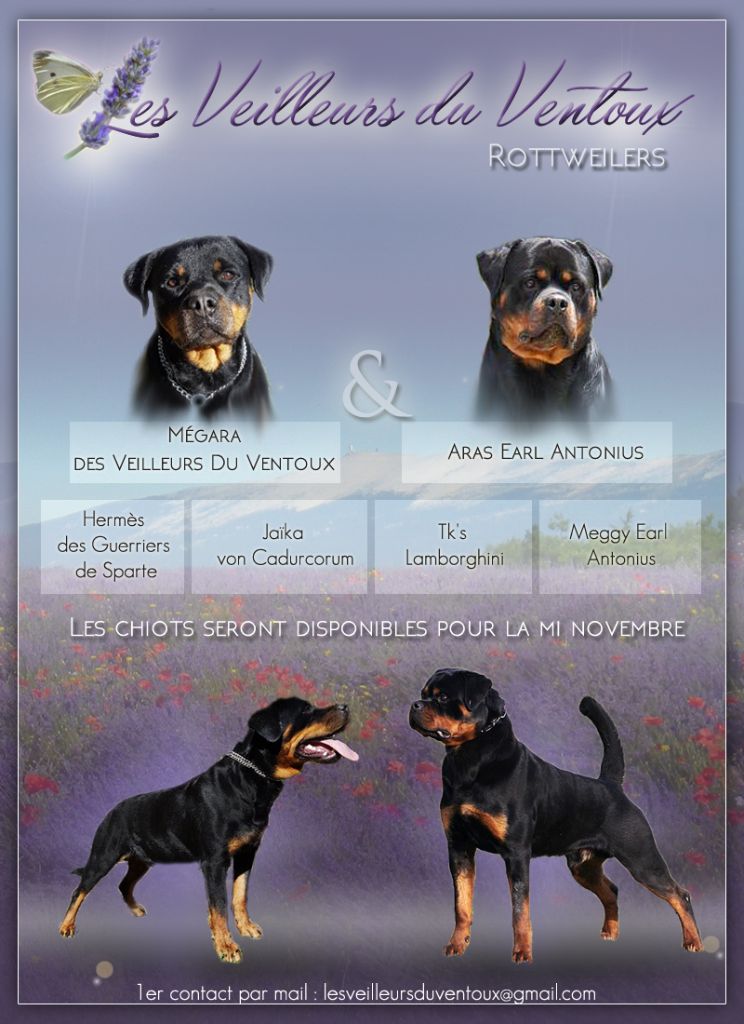 Des Veilleurs Du Ventoux - Rottweiler - Portée née le 07/09/2018