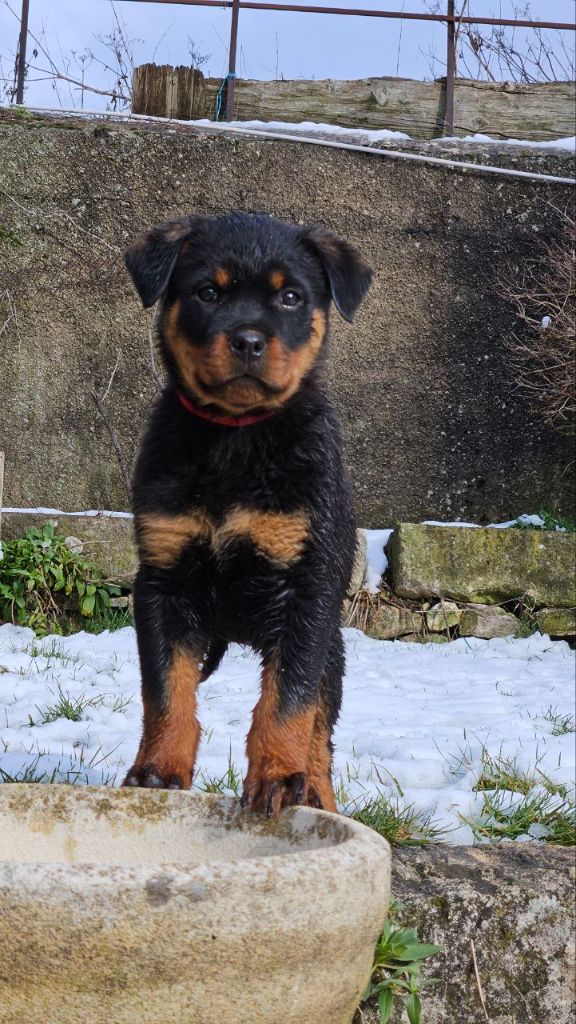 Des Veilleurs Du Ventoux - Chiot disponible  - Rottweiler