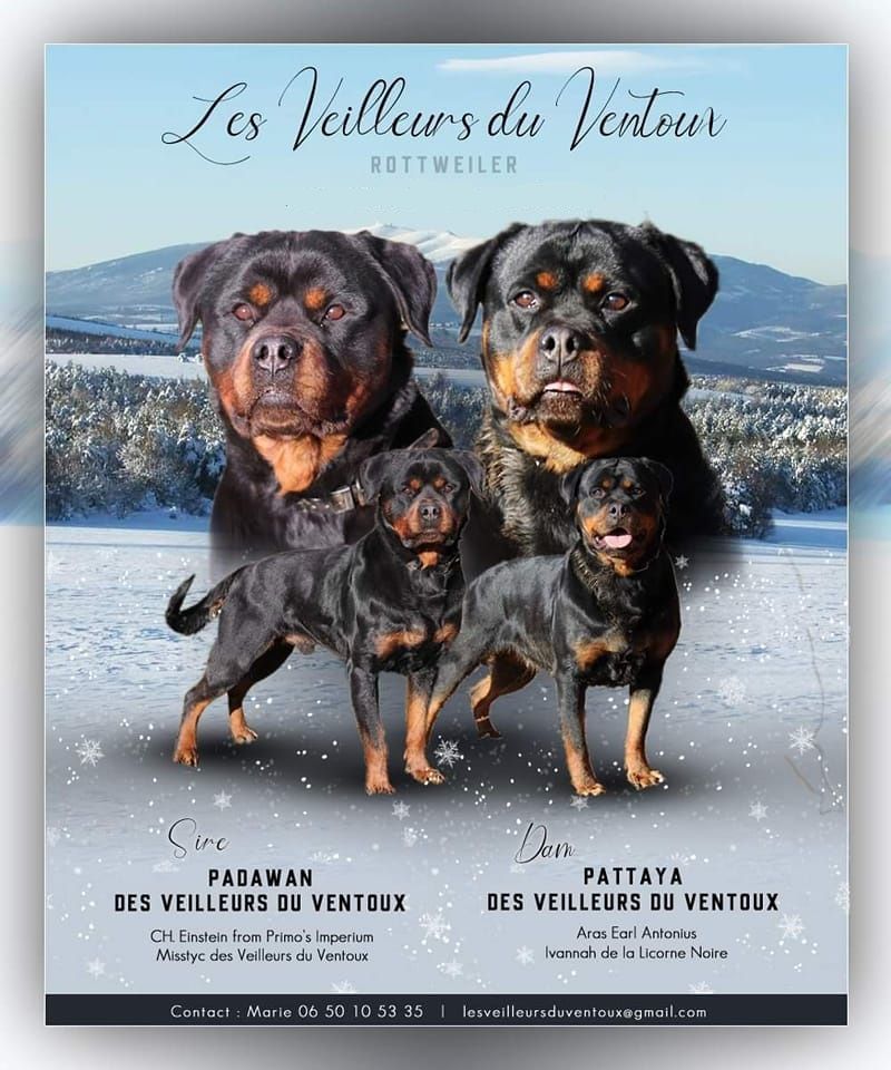 Des Veilleurs Du Ventoux - Chiot disponible  - Rottweiler