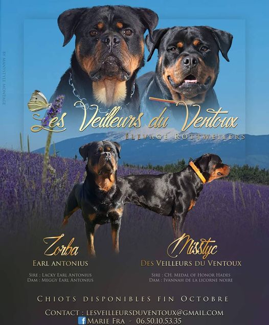 Des Veilleurs Du Ventoux - Rottweiler - Portée née le 23/08/2021