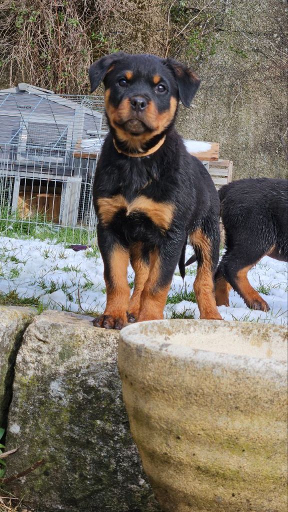 Des Veilleurs Du Ventoux - Chiot disponible  - Rottweiler