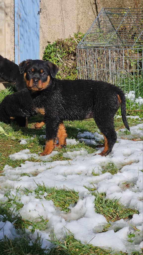 Des Veilleurs Du Ventoux - Chiot disponible  - Rottweiler