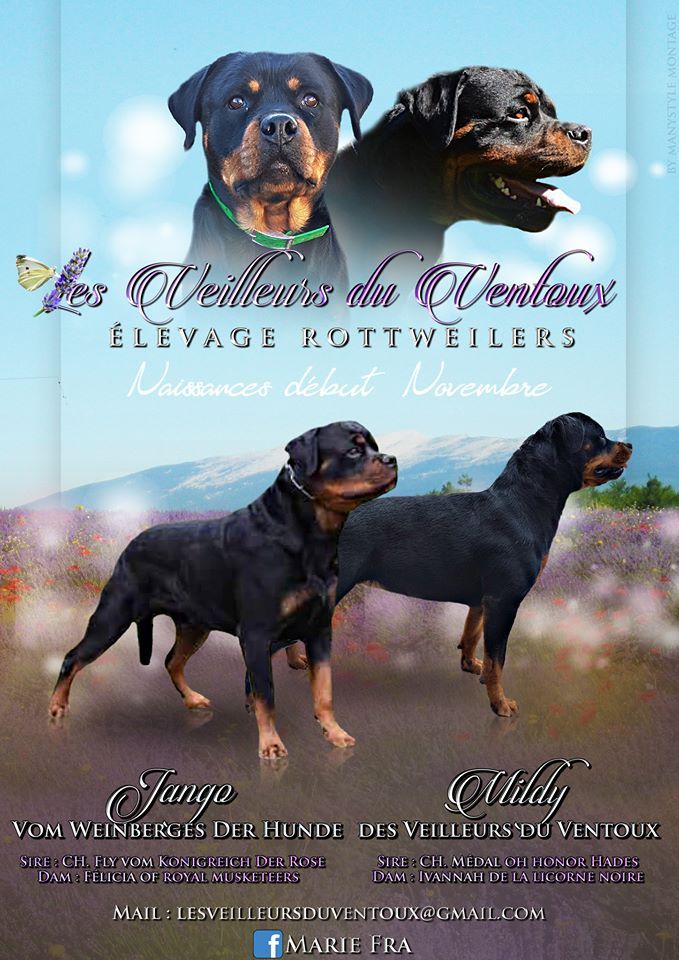 Des Veilleurs Du Ventoux - Rottweiler - Portée née le 02/11/2018