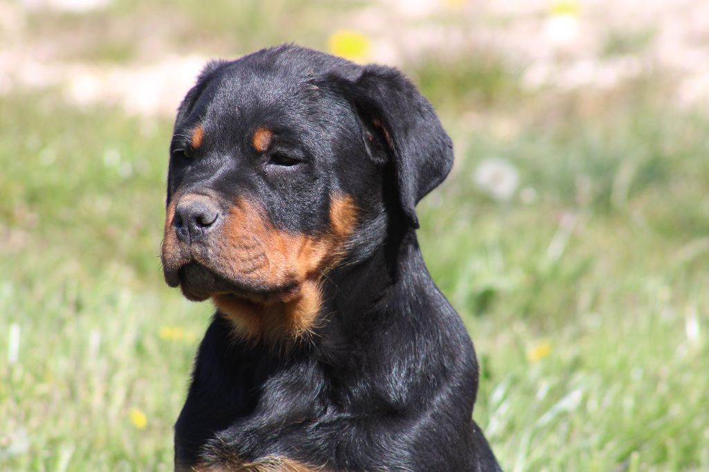 Des Veilleurs Du Ventoux - Chiot disponible  - Rottweiler