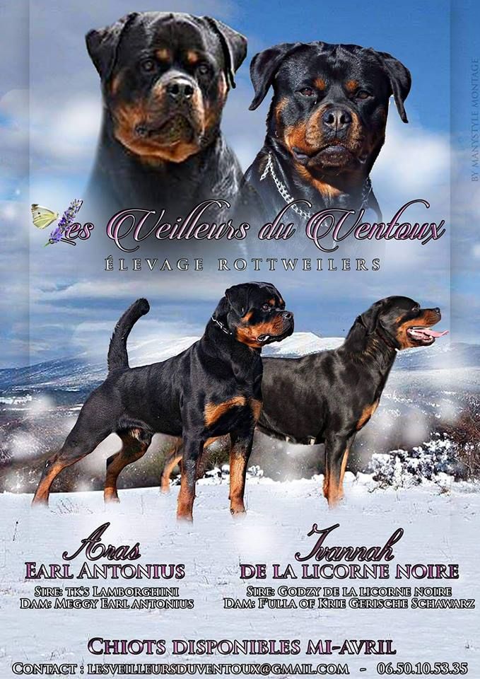 Des Veilleurs Du Ventoux - Rottweiler - Portée née le 08/02/2019