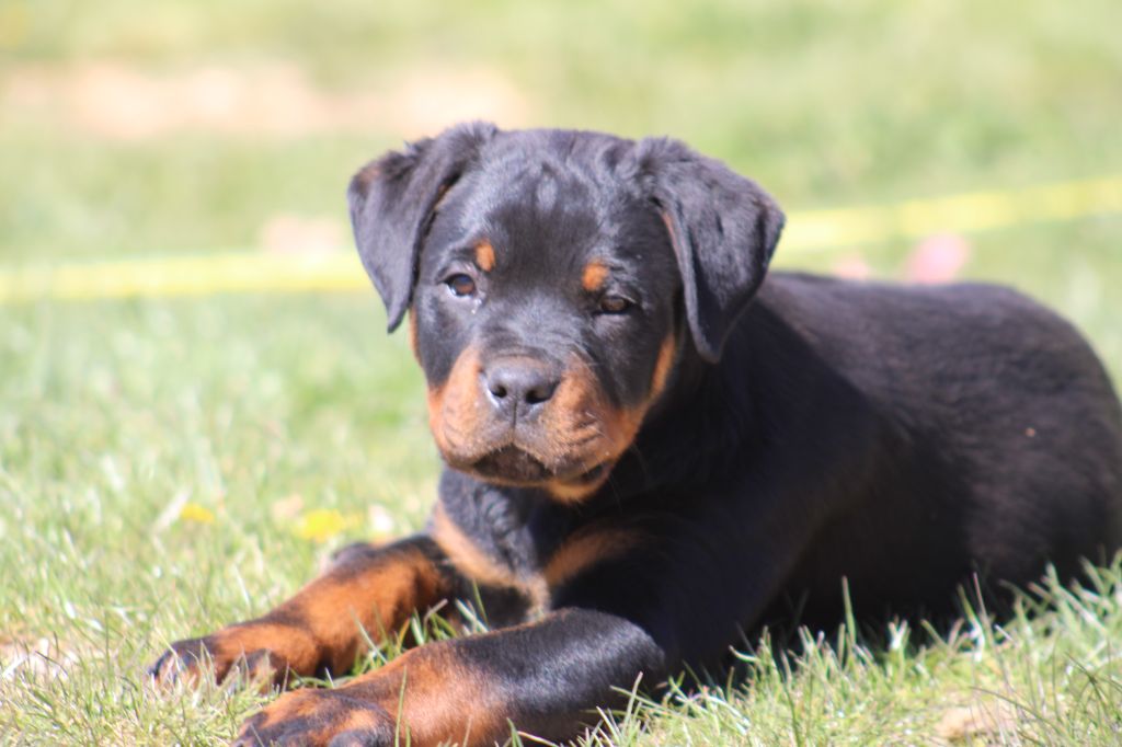 Des Veilleurs Du Ventoux - Chiot disponible  - Rottweiler