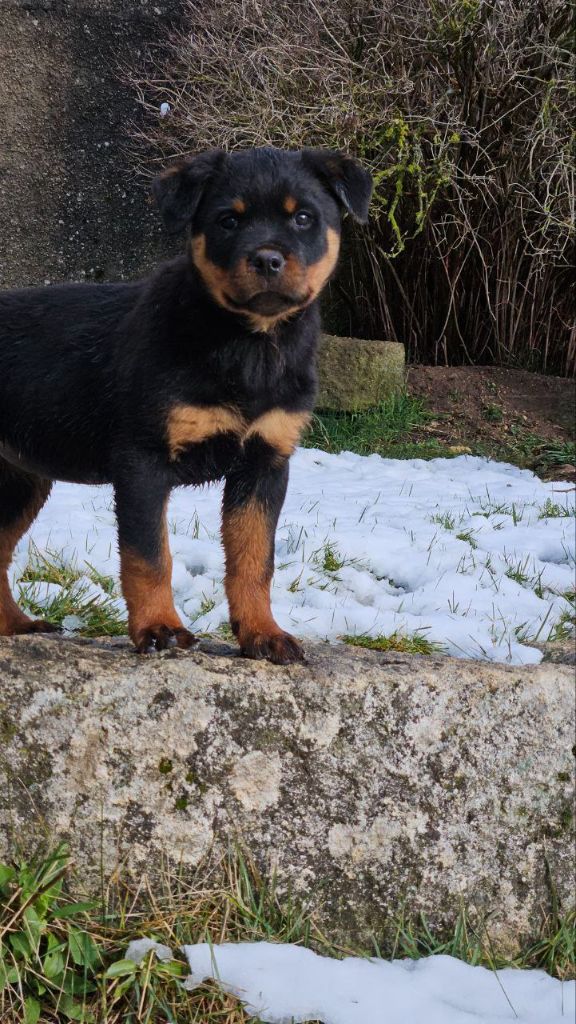 Des Veilleurs Du Ventoux - Chiot disponible  - Rottweiler