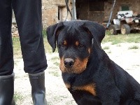 Des Veilleurs Du Ventoux - Rottweiler - Portée née le 12/04/2017