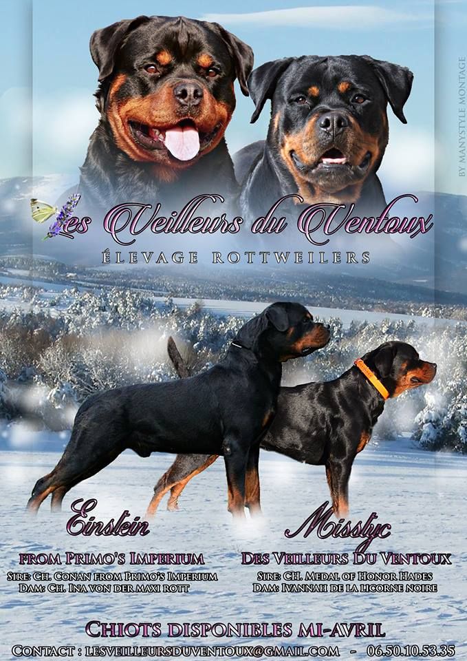 Des Veilleurs Du Ventoux - Rottweiler - Portée née le 04/02/2019