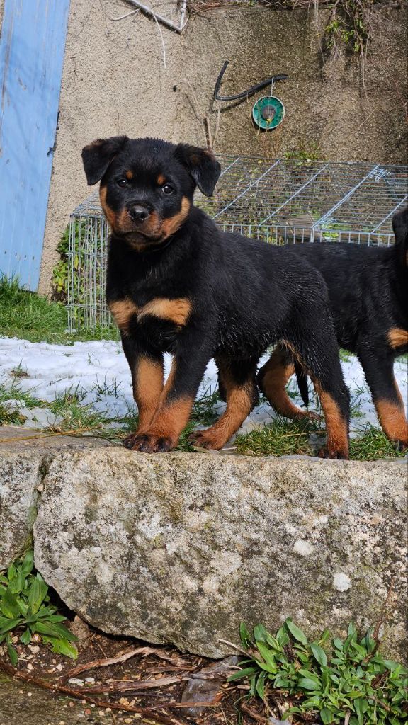 Des Veilleurs Du Ventoux - Chiot disponible  - Rottweiler