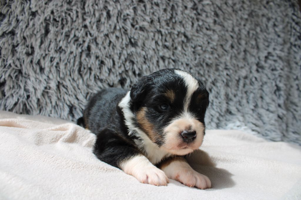 Des Veilleurs Du Ventoux - Chiots disponibles - Berger Américain Miniature 