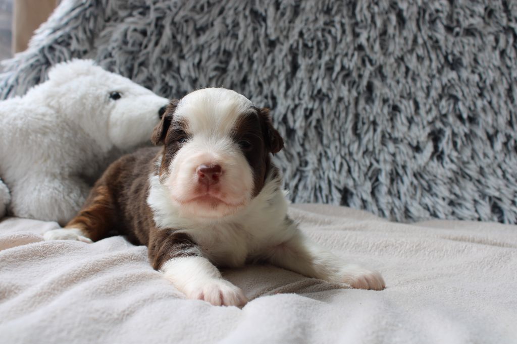 Des Veilleurs Du Ventoux - Chiots disponibles - Berger Américain Miniature 