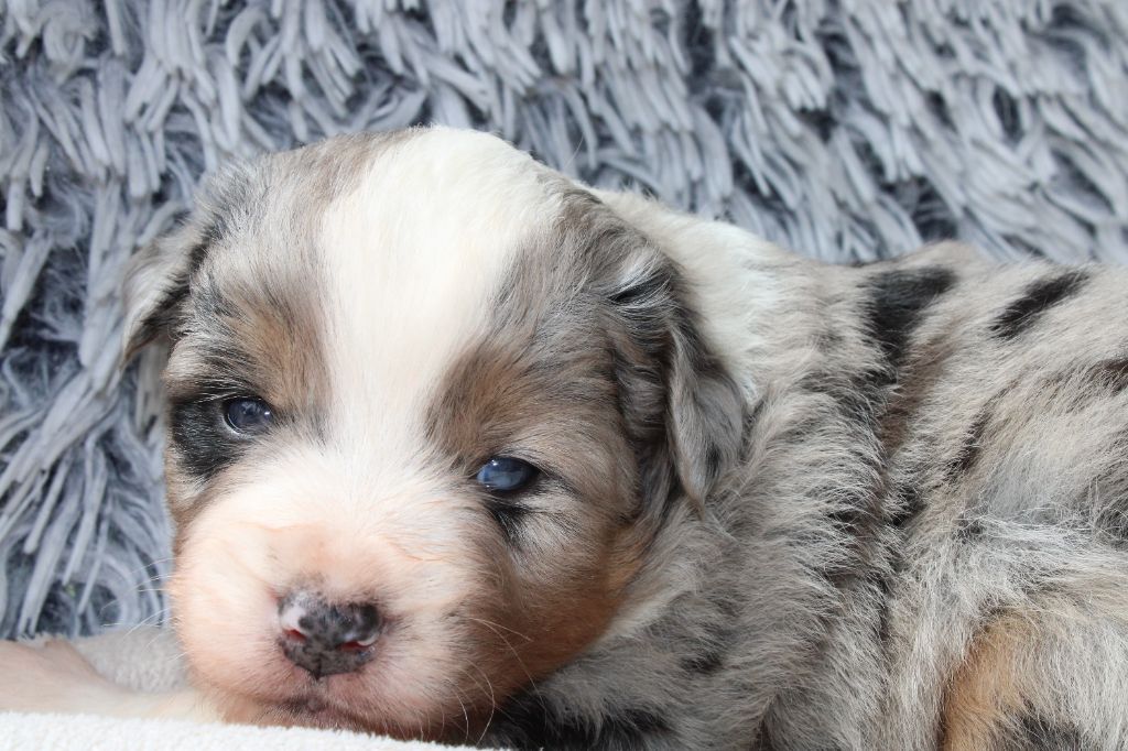 Des Veilleurs Du Ventoux - Chiots disponibles - Berger Américain Miniature 