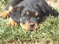 CHIOT