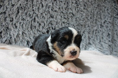 CHIOT 3