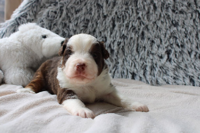 CHIOT 4