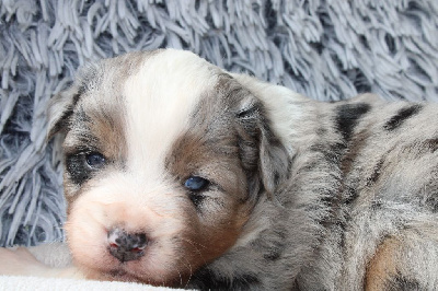 CHIOT 5