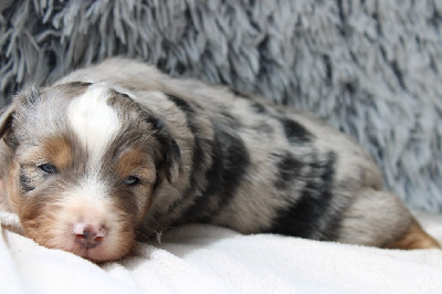 CHIOT 1