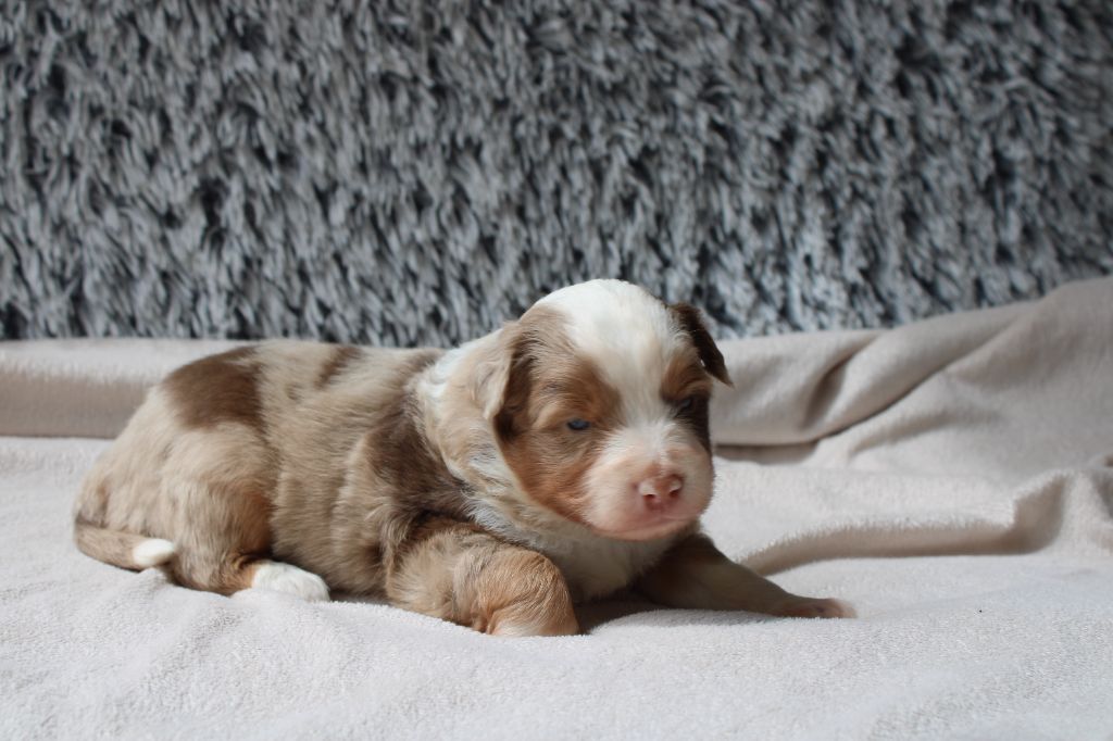 Des Veilleurs Du Ventoux - Chiots disponibles - Berger Américain Miniature 