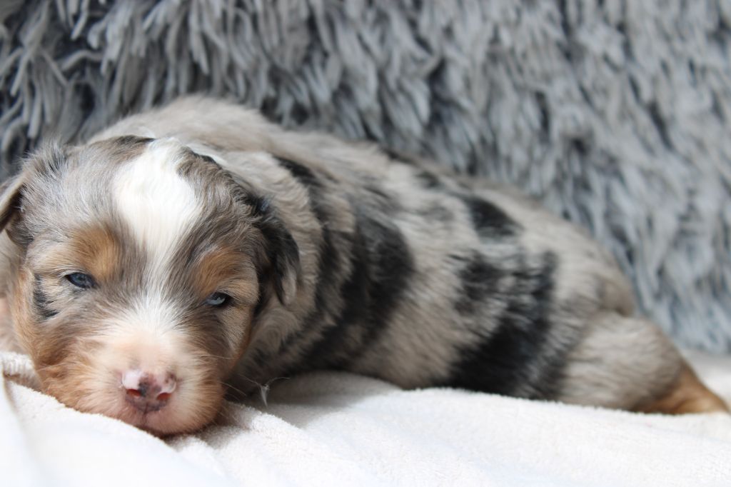 Des Veilleurs Du Ventoux - Chiots disponibles - Berger Américain Miniature 