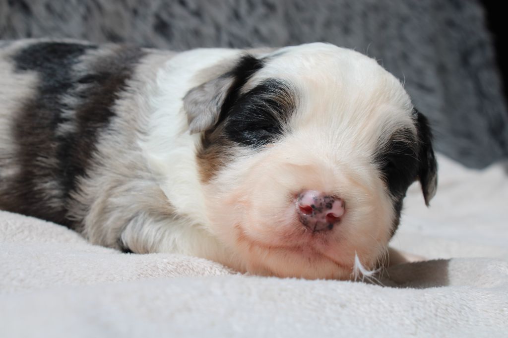 Des Veilleurs Du Ventoux - Chiots disponibles - Berger Américain Miniature 